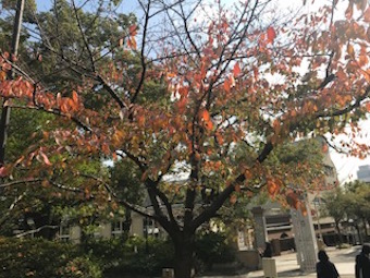 紅葉