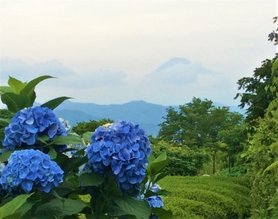 富士山とアジサイ